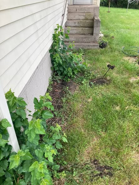 Weeds removed alongside the house — before
