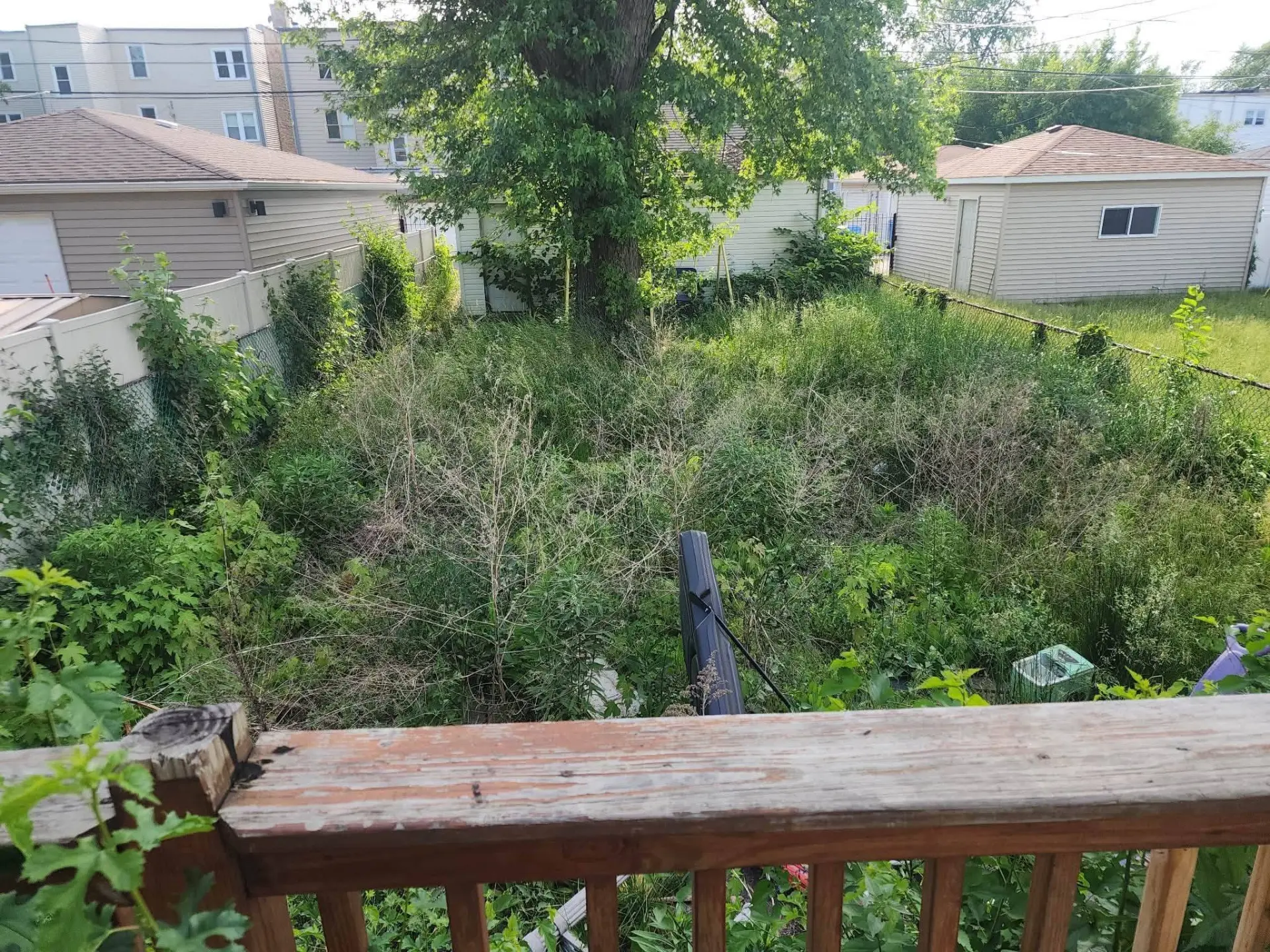 Overgrown backyard clearing — before